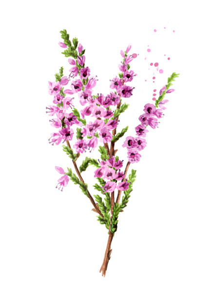 Branch of heather with purple flowers, symbol of good luck. Watercolor hand drawn illustration isolated on white background Branch of heather with purple flowers, symbol of good luck. Watercolor hand drawn illustration isolated on white background heather stock illustrations