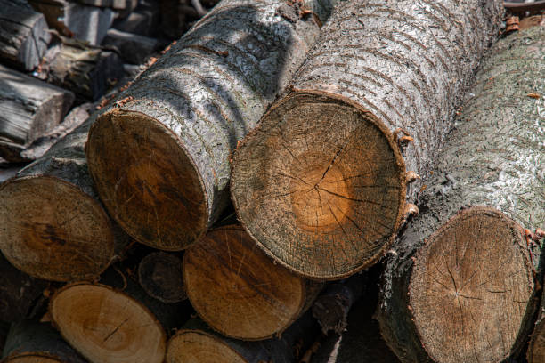 istock Natural wooden textures. Tree wood surface close-up. Timber backgrounds. Sawed woods details. Lumber backdrop. 1221226360