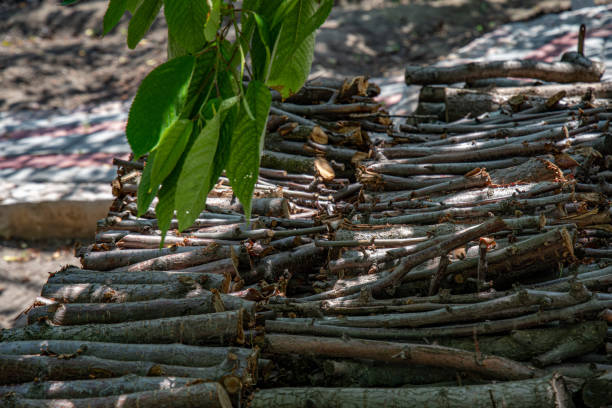 Woodpile of cut tree branches under green leaves of tree. Rustic scene with rows of stacked firewood and logs