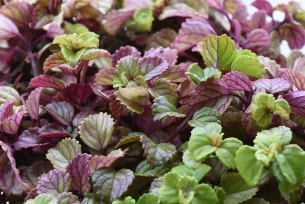 Plectranthus verticillatus Swedish ivy or begonia whorled plectranthus crass plant widely cultivated indoors for its fleshy and evergreen leaves with dark red venation light by flash