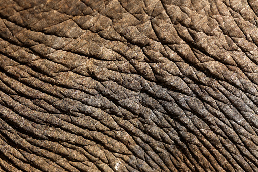 Elephant skin