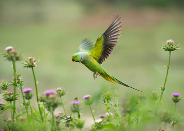 バラは花に着陸パラキートを鳴らしました - サンライズポイント ストックフォトと画像