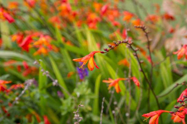 istock Aunt Eliza plant 1221229204