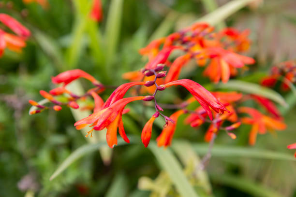 istock Aunt Eliza plant 1221229212