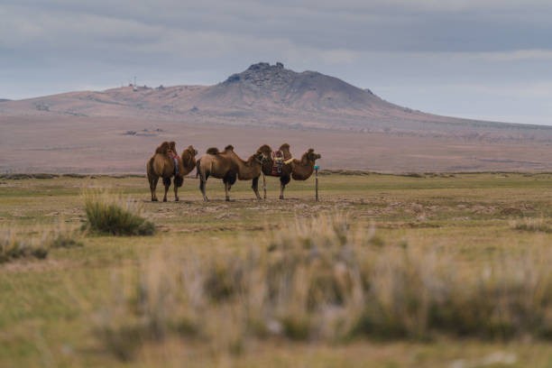 Bactrian camel in the Gobi Desert at sunset, Mongolia