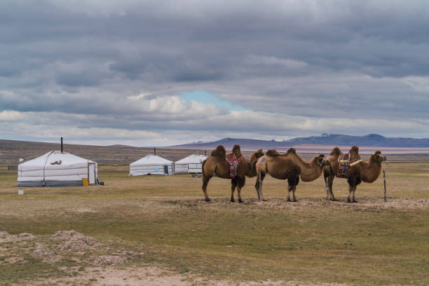 Bactrian camel in the Gobi Desert at sunset, Mongolia