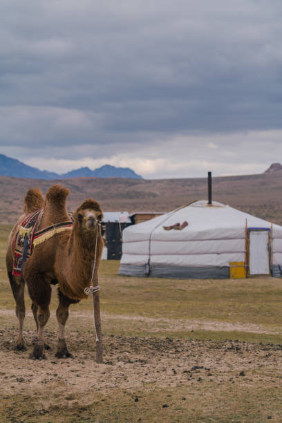 istock Bactrian camel in the Gobi Desert at sunset 1221230799
