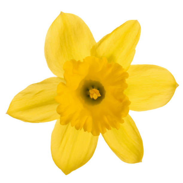 istock Blooming yellow daffodil flower 1221230835