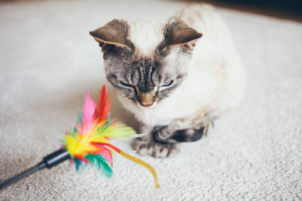 istock Kitten is playing with colorful feather wand - small Devon Rex kitten and cat toy, 1221230871