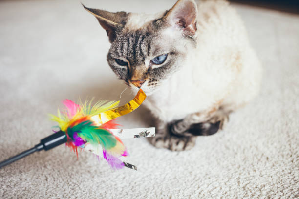 istock Beautiful Devon Rex feline is sitting at home on the light color carpet and is playing with colorful toy with feathers. 1221230875