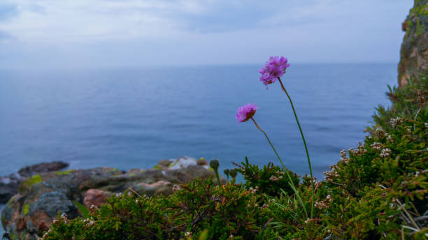 istock Flower in nature, Kullabygden Sweden 1221231641