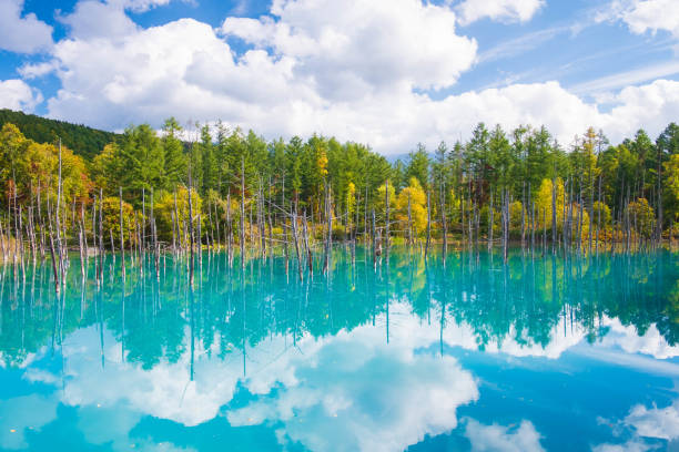 Beautiful early Autumn view of Shirogane blue pond or aoike in Biei town in Hokkaido, Japan Beautiful early Autumn view of Shirogane blue pond or aoike in Biei town in Hokkaido, Japan hokkaido stock pictures, royalty-free photos & images