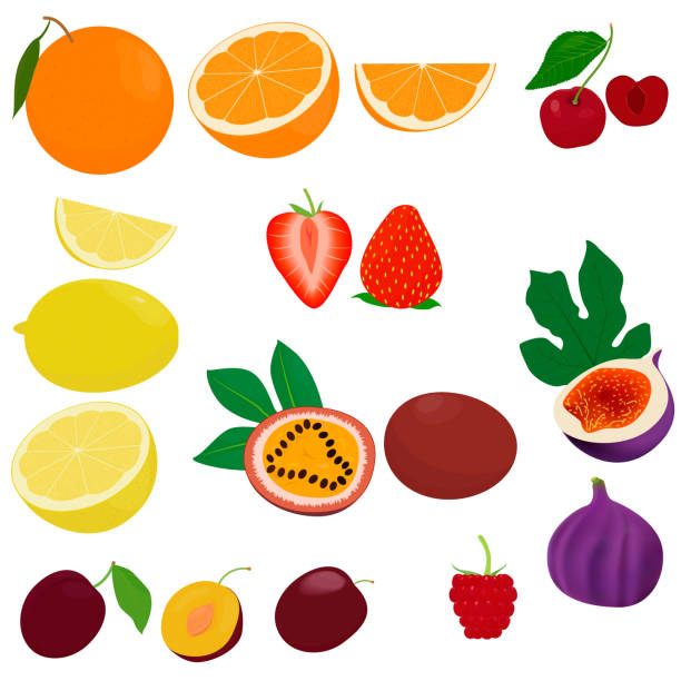 ilustraciones, imágenes clip art, dibujos animados e iconos de stock de icono vectorial de fruta establecido aislado sobre fondo blanco - plum grape fruit clip art