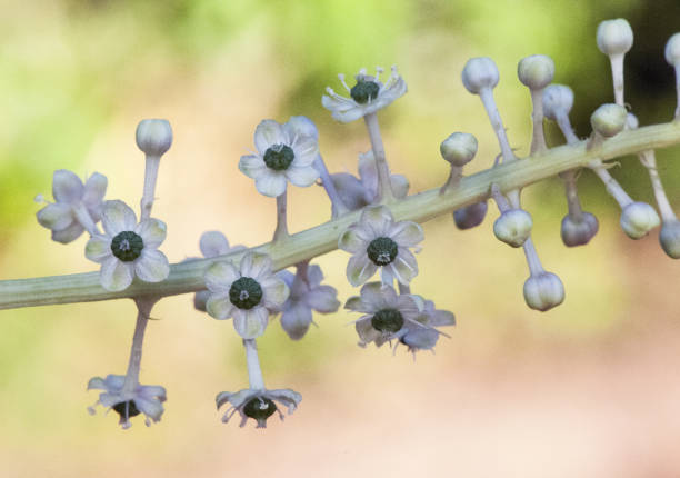 phytolacca americana pokeweed linda planta invasiva presente em toda a andaluzia com flores esbranquiçadas com centro verde - poke weed - fotografias e filmes do acervo