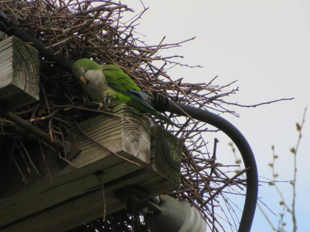 Monk Parakeet Near Nest A huge quaker parrot nest with parrot sitting beside it monk parakeet stock pictures, royalty-free photos & images