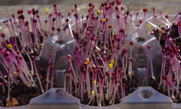 istock sprouted purple basil seeds. purple basil micro greens 1221234937