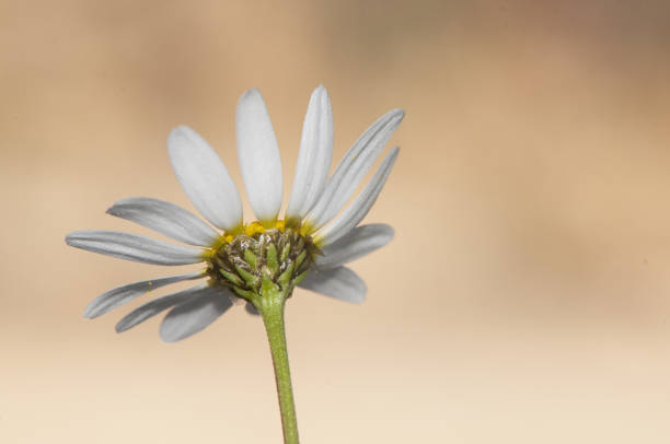 anacyclus cf radiatus pellitory camomilla spagnola monte atlante margherita fiore bianco e giallo molto comune nei prati dell'andalusia illuminazione da flash - herbal medicine flash foto e immagini stock