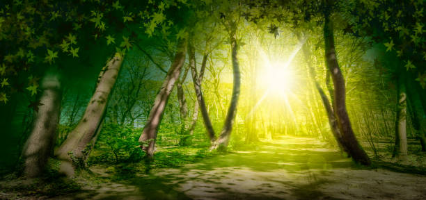 istock Enchanting sunny green forest landscape. 1221235073