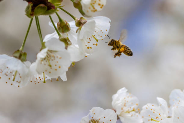 istock honey bee collects the nectar of white cherry blossoms in spring 1221235091