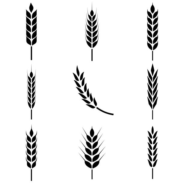 ilustraciones, imágenes clip art, dibujos animados e iconos de stock de icono de orejas de trigo, logotipo aislado sobre fondo blanco - bread cereal plant black food