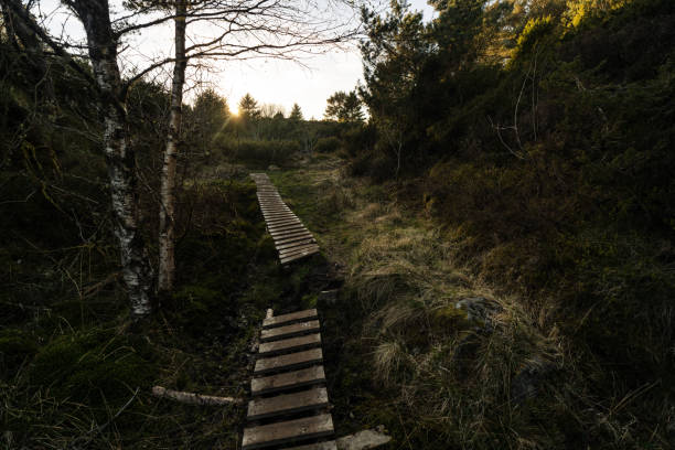 Forest landscape of Norway