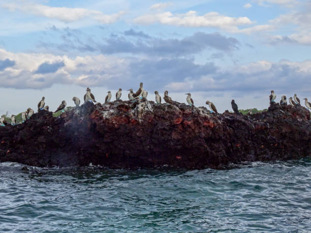 istock Large group of blue footed boobies on Isla Isabela 1221237666