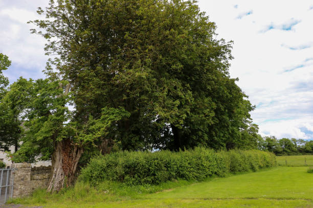 istock A stone wall and an old tree on the edge of a hedgerow mark the boundary to a green grass field in the Irish countryside in summertime. 1221238024