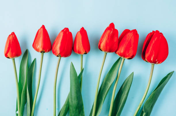 istock Real red spring tulip flowers on light blue background. Top view. Flat lay. Greetings card for Womens or Mothers Day. 1221238197