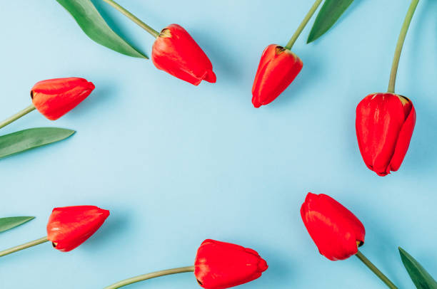 istock Real red spring tulip flowers on light blue background. Top view. Flat lay. Greetings card for Womens or Mothers Day. 1221238243