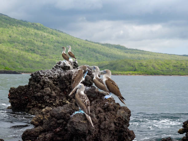 Group of blue-footed boobies on a rock on Isla Bartolome, Galapgos Blue feet prominent with cloudy sky over the horizon in the background sula nebouxii stock pictures, royalty-free photos & images