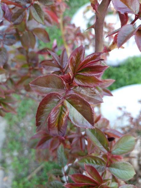istock young first reddish rose leaves on the bush 1221239059