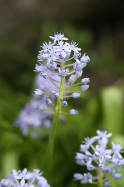 flores en el jardín de primavera - 13417 fotografías e imágenes de stock