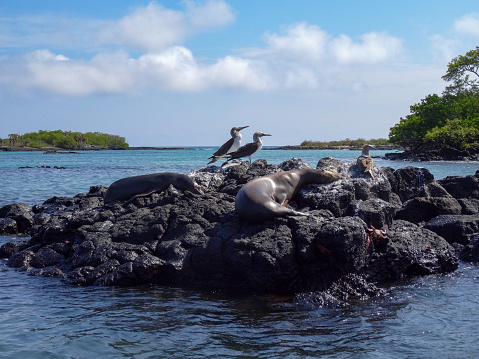 Two boobies on top, two lounging seals in foreground, one Sally Lightfoot crab at the bottom right