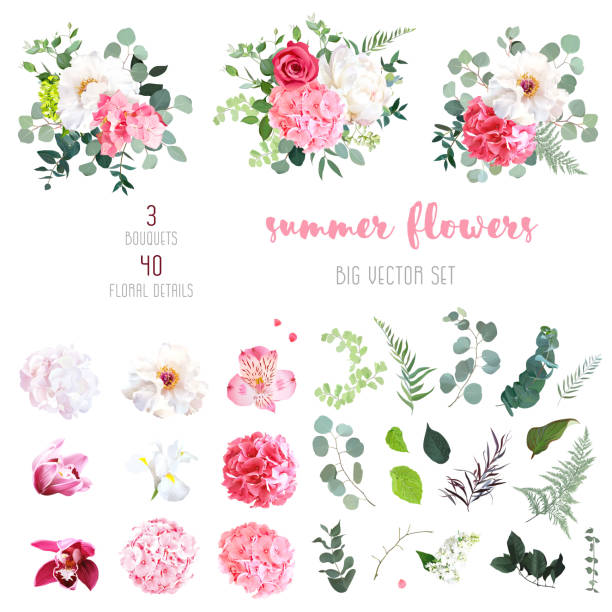 ilustrações de stock, clip art, desenhos animados e ícones de pink hydrangea, rose, white peony, iris, ochid and sage greenery - hydrangea white flower flower bed