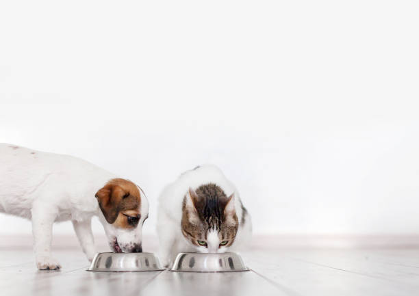 pies i kot jedzący karmę - dog eating puppy food zdjęcia i obrazy z banku zdjęć