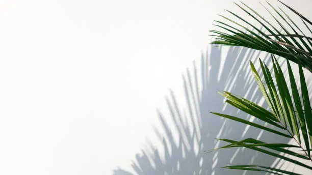 Tropical palm leaves with shadows on white concrete wall abstract blurred tropical background.