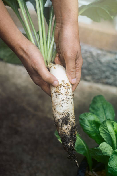 都会の家庭、家庭菜園の小さな庭のプランターに白い大根や中国の大根の野菜を収穫する先輩女性の手。 - uprooted ストックフォトと画像