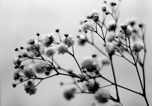 A black and white picture of Gypsophila Paniculata with bokeh effect