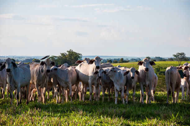 istock Herd of cattle in rural area 1221243597