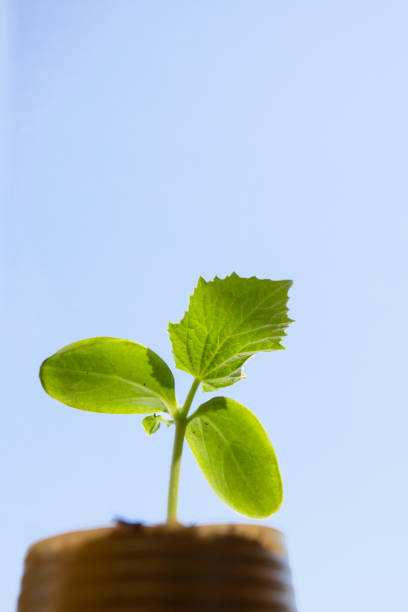 istock Cucumber seedling in pots against the sky, vertical orientation, close up. 1221244006