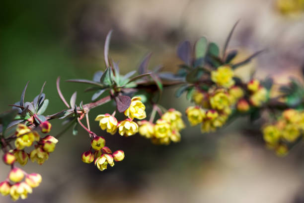 Branches of a blossoming barberry in the spring. Selective focus.