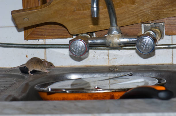 House mouse Mus musculus searching for food in a kitchen. House mouse Mus musculus searching for food in a kitchen. Cruz de Pajonales. Tejeda. Gran Canaria. Canary Islands. Spain. mus musculus stock pictures, royalty-free photos & images