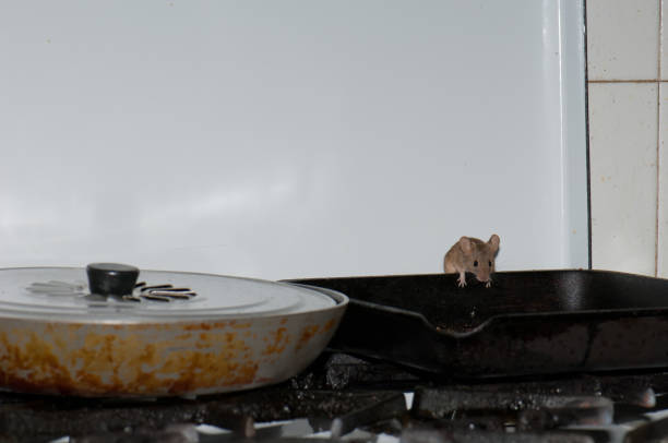 House mouse Mus musculus searching for food in a kitchen. House mouse Mus musculus searching for food in a kitchen. Cruz de Pajonales. Tejeda. Gran Canaria. Canary Islands. Spain. mus musculus stock pictures, royalty-free photos & images