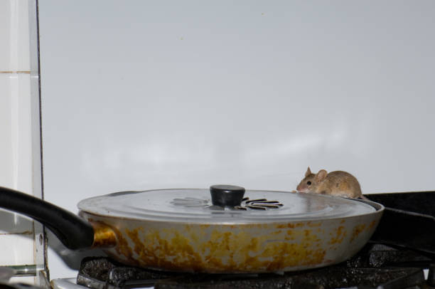 House mouse Mus musculus feeding of the oil in a frying pan. stock photo