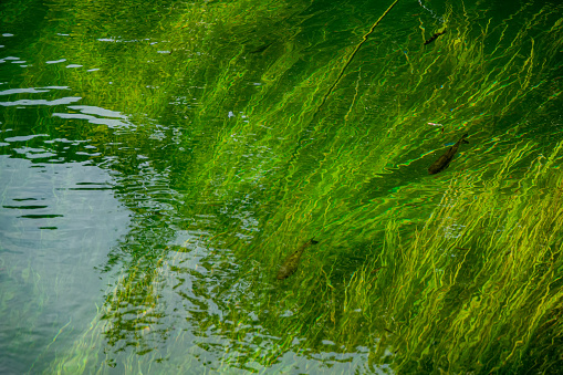 fish and algae in the river, Krka National Park, Croatia. Autumn season, September.