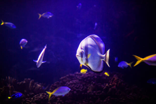 istock Wonderful and beautiful underwater world with corals and tropical fish. 1221245191