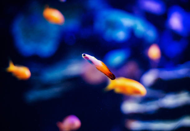 istock Wonderful and beautiful underwater world with corals and tropical fish. 1221245228