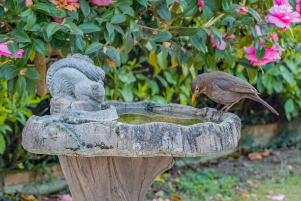 istock Female blackbird (Turdus merula) perched on a bird bath in a British garden 1221246361