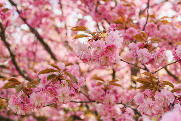 istock Long branch of sakura tree with flowers 1221246539