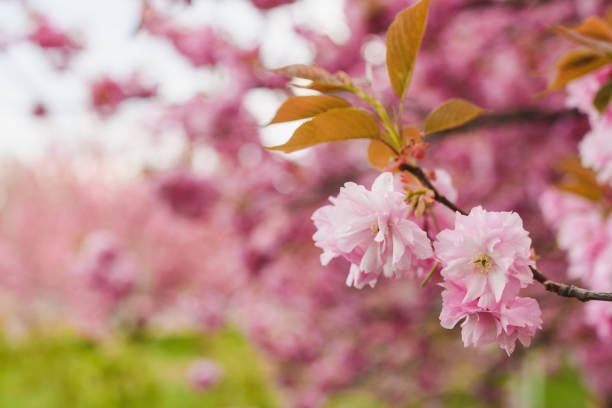 istock Sakura blossom cherry tree branch close up 1221246548